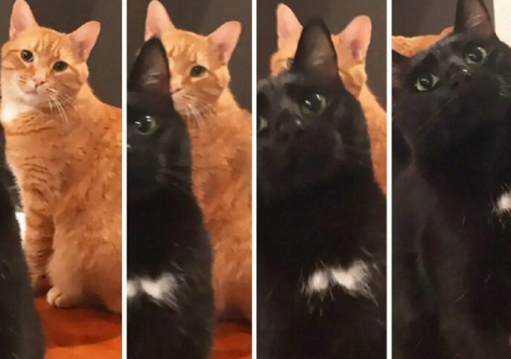 gatto nero passa davanti quello rosso 