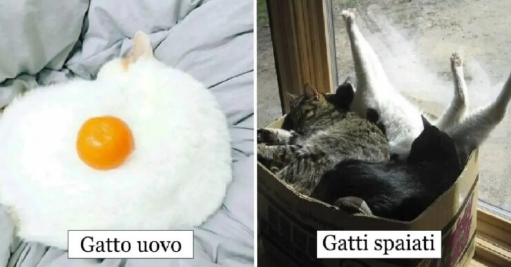 gatti che sanno come conquistarci