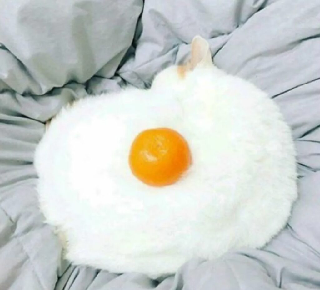 gatto bianco con arancia