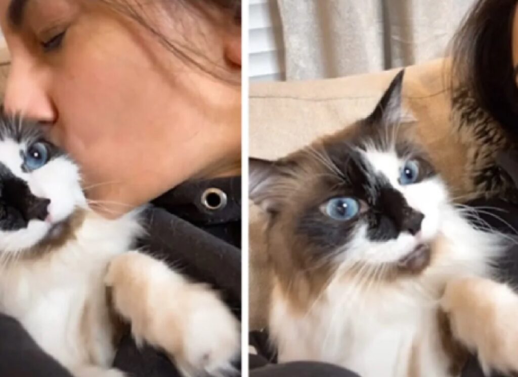 gatto tricolore occhi azzurri 
