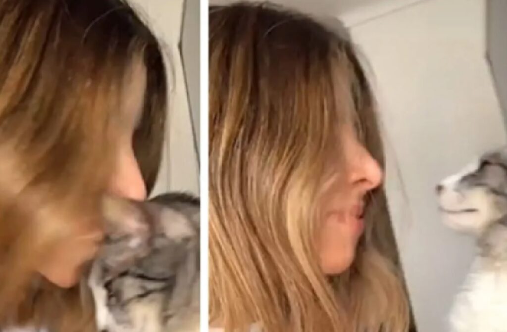 gatto riceve bacio sulla testa 