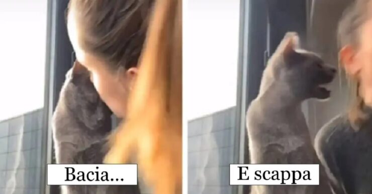 gatti che vogliono fare a meno dell'affetto