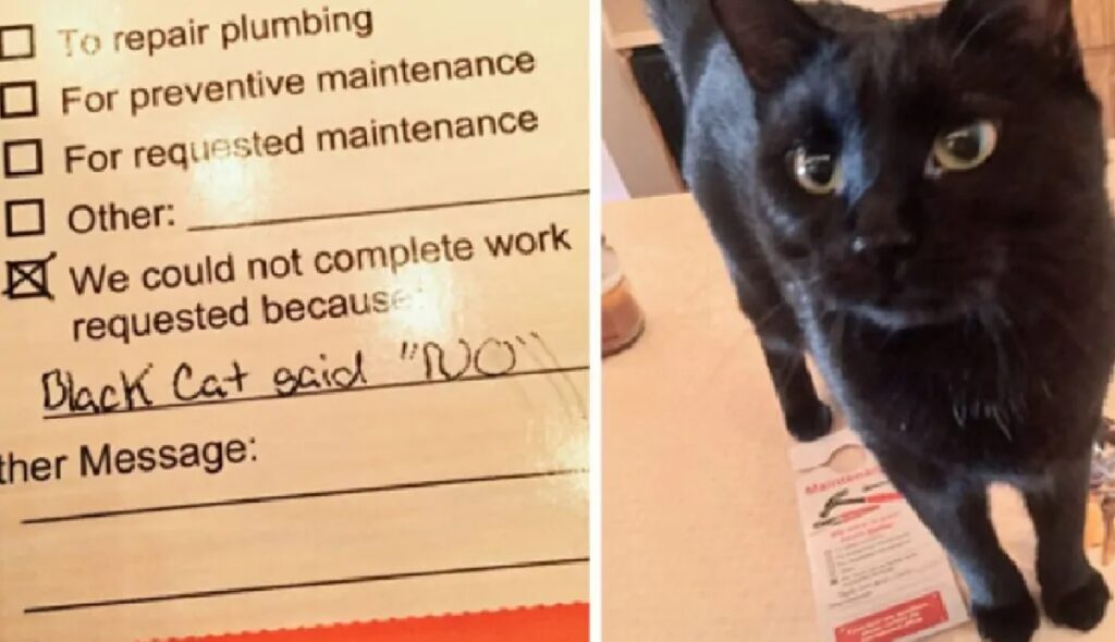 gatto nero impedisce compiti 