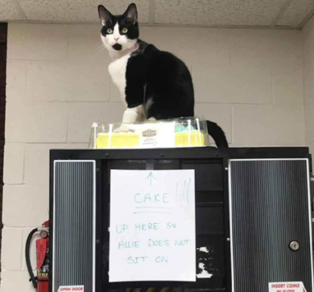 gatto su frigo della casa 