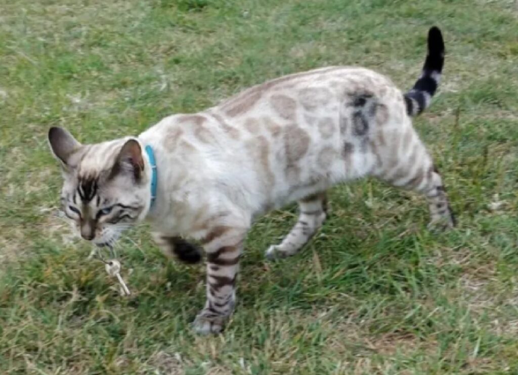 gatto cammina lungo prato 