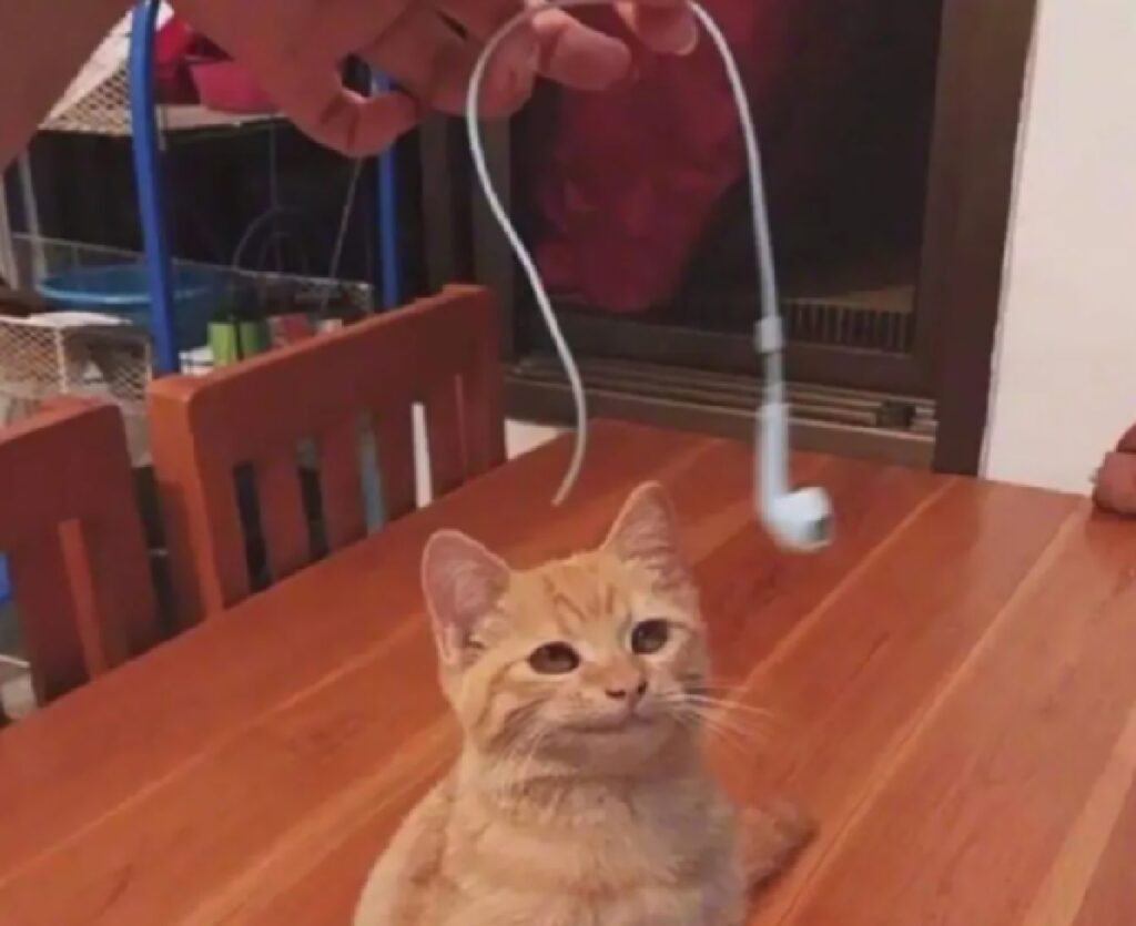 gatto rosso con cuffiette 