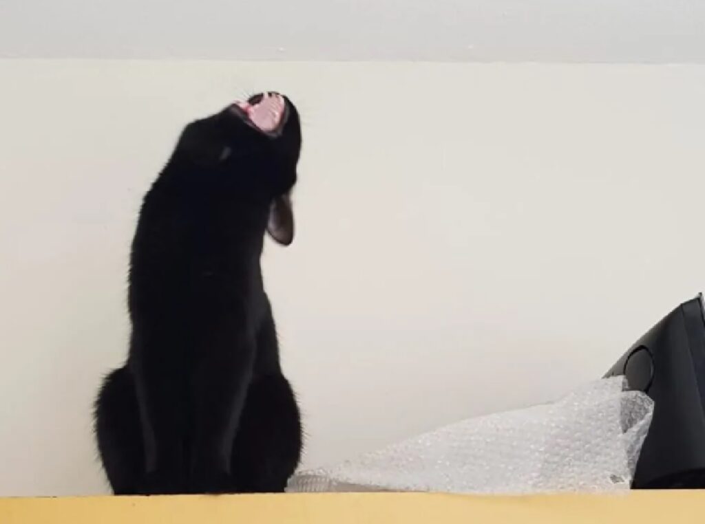 gatto nero muro bianco 