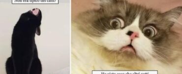 gatti che studiano teatro passione