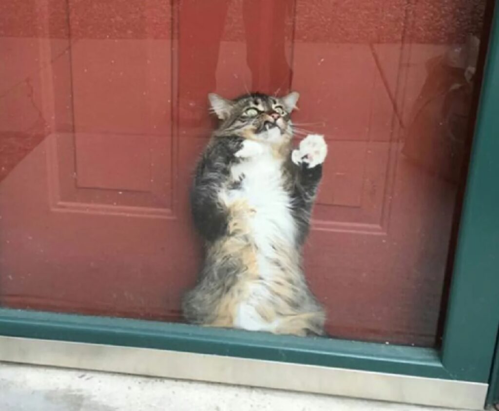 gatto chiuso con porta