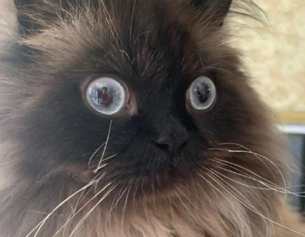 gatto persiano occhi sbarrati 