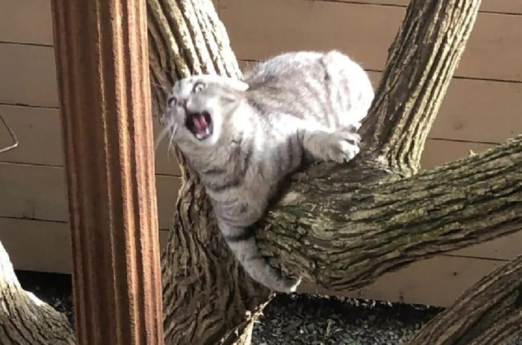 gatto appeso su albero 