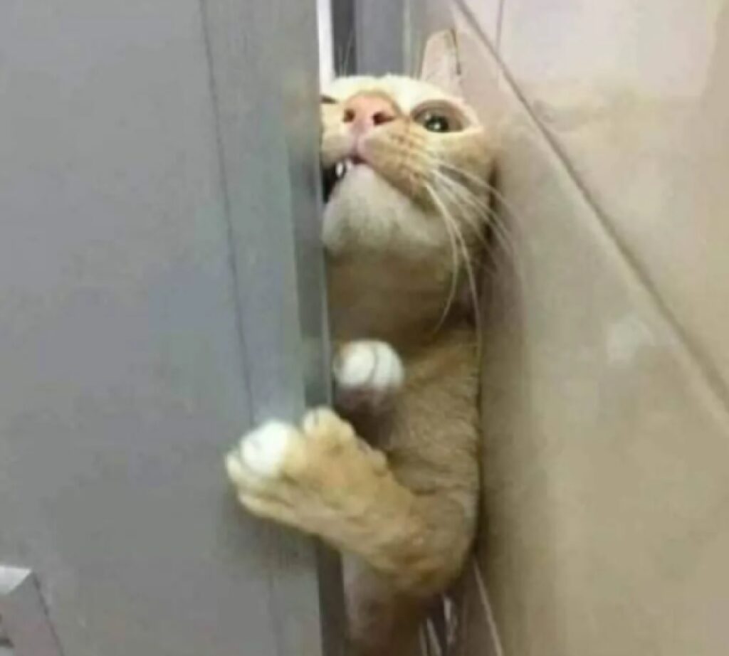 gatto cerca di superare porta