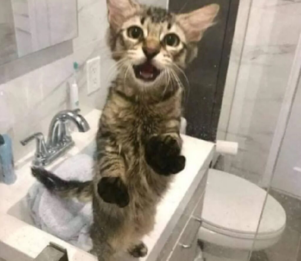 gatto zampe appoggiate doccia