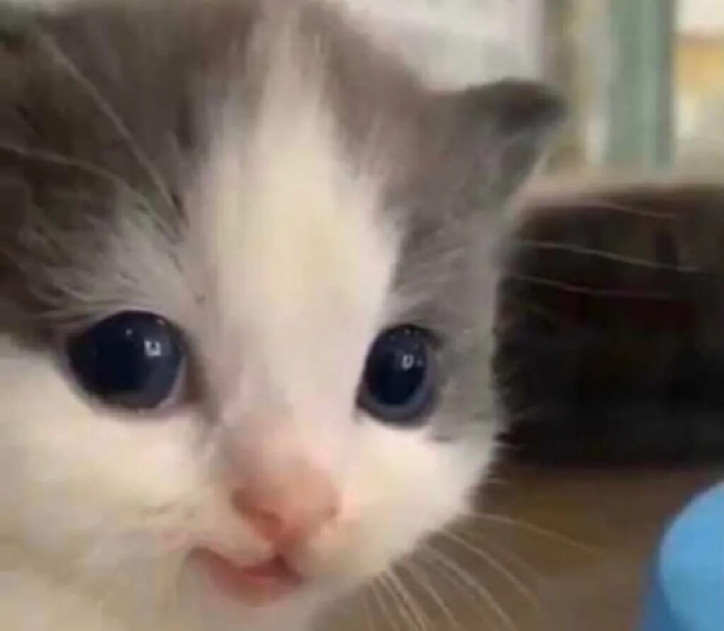 gattino piccolo occhi dolci 