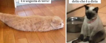 gatti che utilizzano inventiva