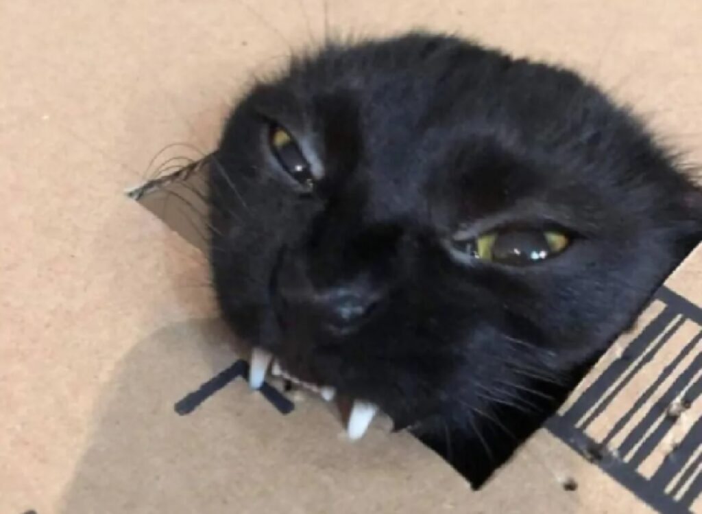 gatto nero morde scatola