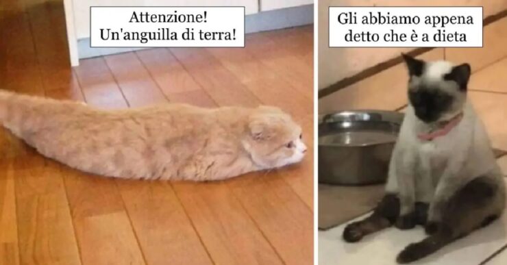 gatti che utilizzano inventiva