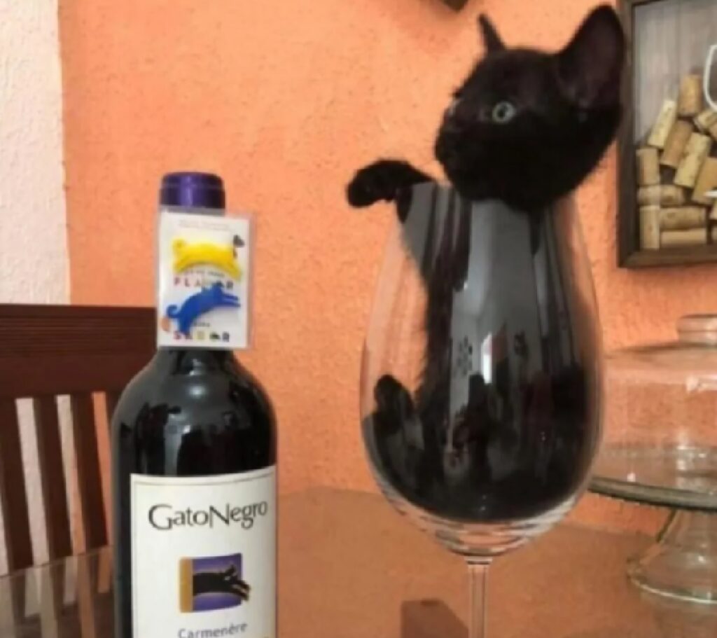 gatto dentro bicchiere di vino 