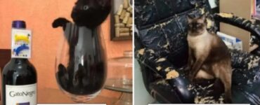 gatti che vi faranno stare senz'altro bene