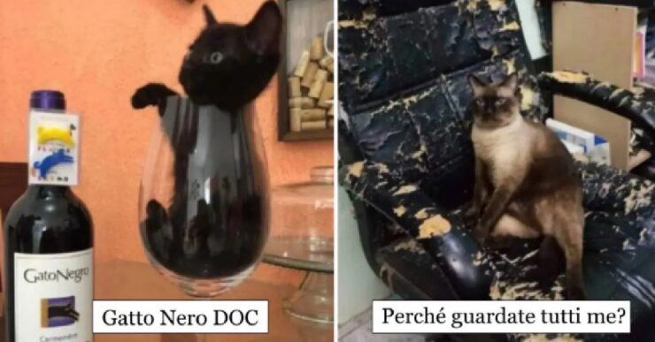 gatti che vi faranno stare senz'altro bene