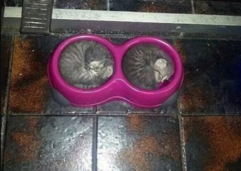 gatti dormono dentro ciotola