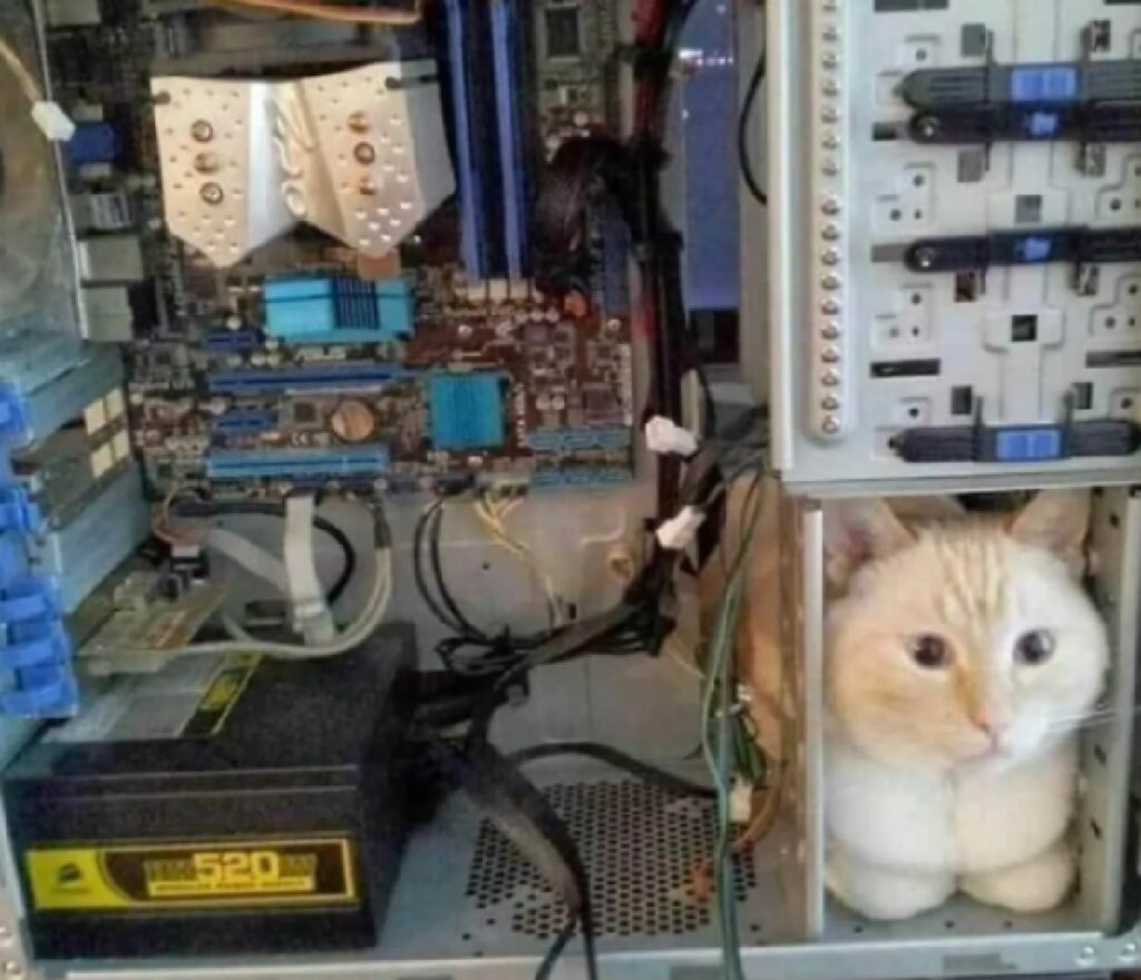 gatto parte integrante di computer 