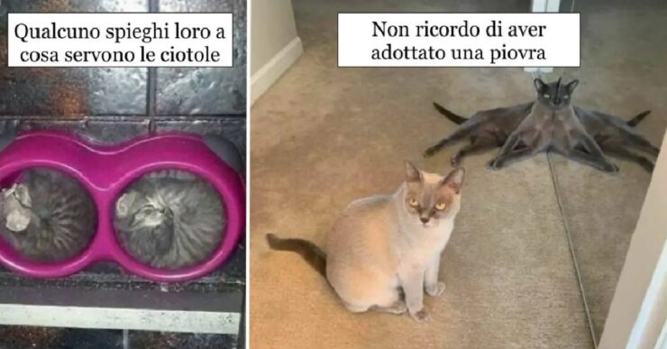 gatti dominatori della nostra realtà