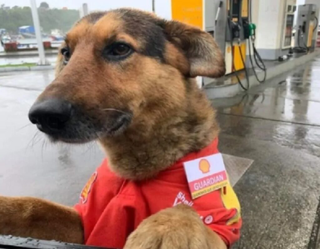 cane stazione benzina 