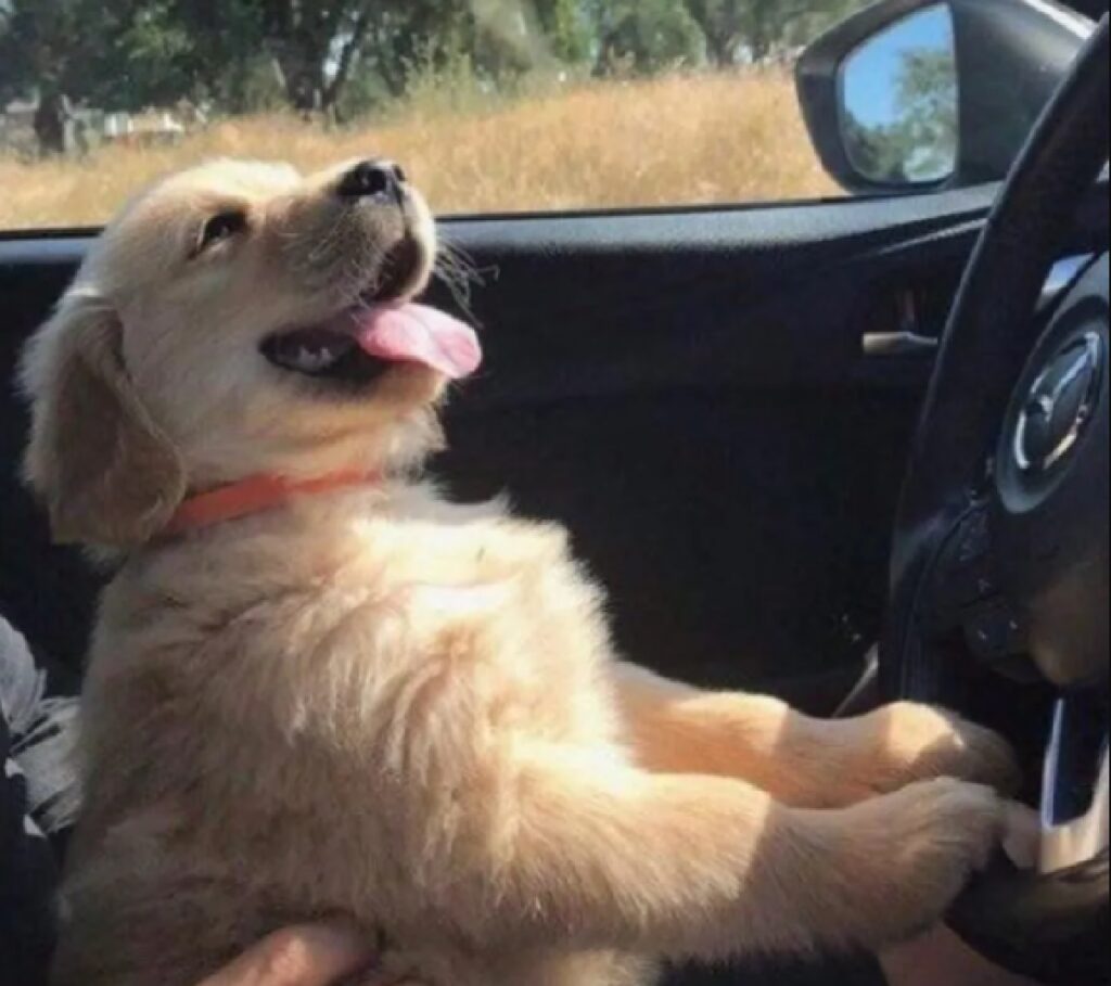 cane golden al volante