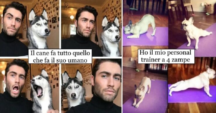 cani amici provano ad essere come noi