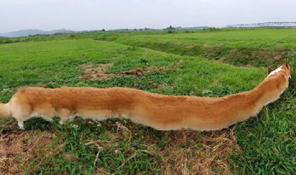 cane lungo colore marrone 