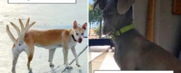 panoramiche trasformato cani da così a così