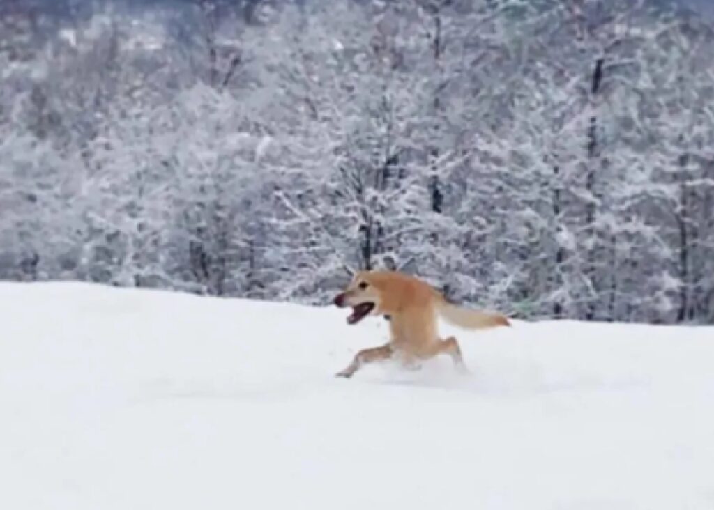 cane pelo marroncino corre neve