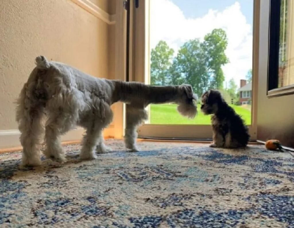 cagnolino amico collo lungo 