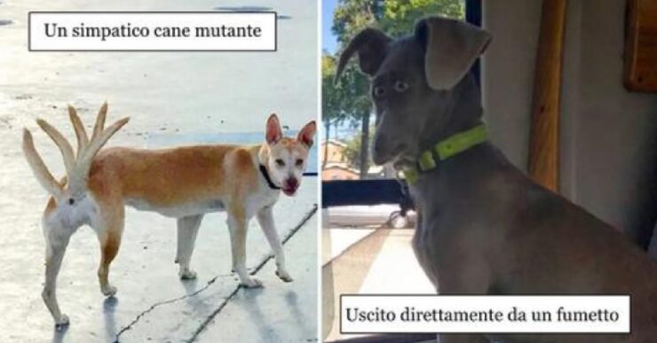 panoramiche trasformato cani da così a così