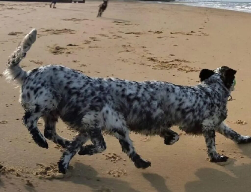 cane lungo corre spiaggia 
