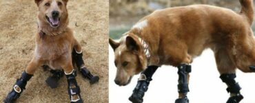 Naki'o: il primo cane bionico