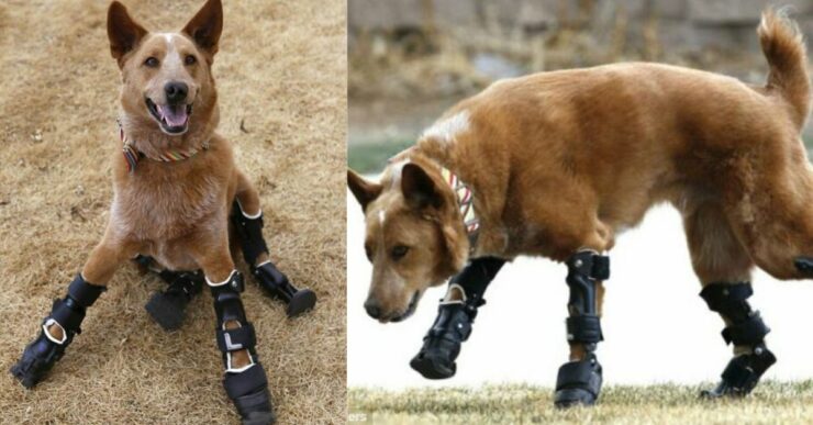 Naki'o: il primo cane bionico