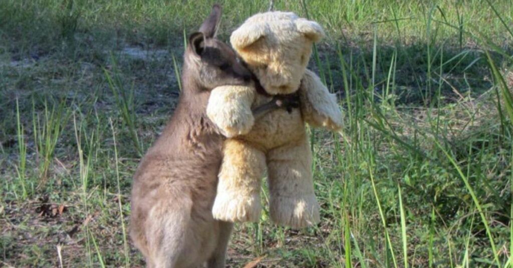 Il cucciolo di canguro che ha perso la sua mamma abbraccia un orsacchiotto e lo porta ovunque