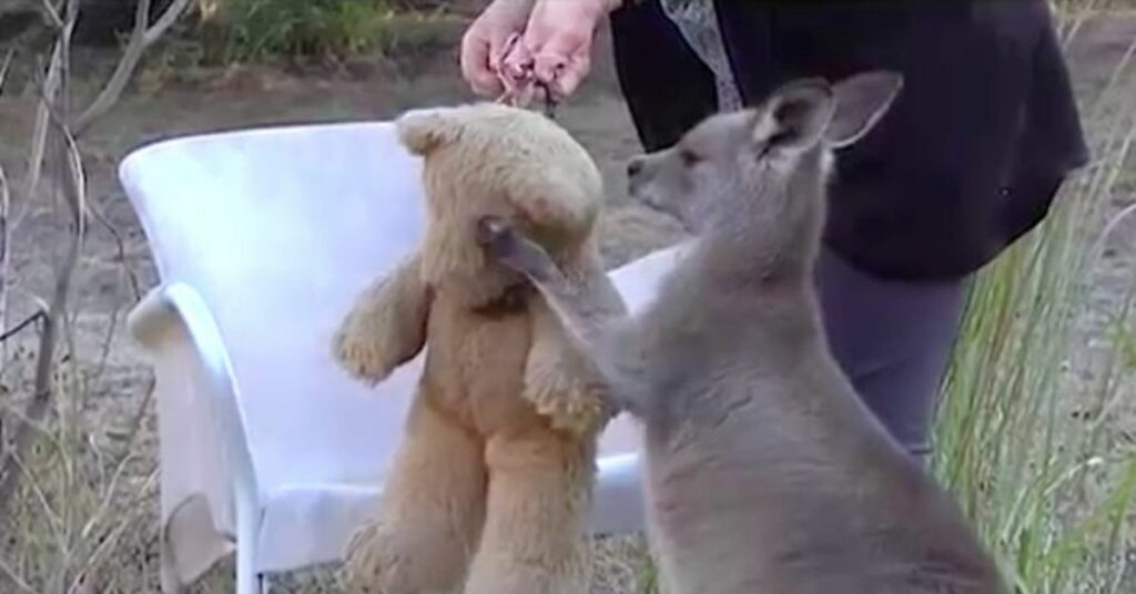 Il cucciolo di canguro che ha perso la sua mamma abbraccia un orsacchiotto e lo porta ovunque