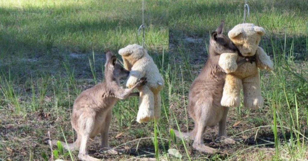 Il cucciolo di canguro che ha perso la sua mamma abbraccia un orsacchiotto e lo porta ovunque
