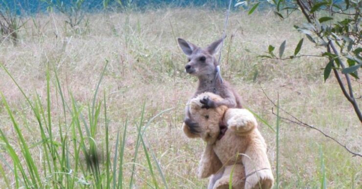 Il cucciolo di canguro che ha perso la sua mamma abbraccia un orsacchiotto e lo porta ovunque