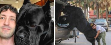 Cani incredibilmente giganti che non si rendono conto delle loro dimensioni
