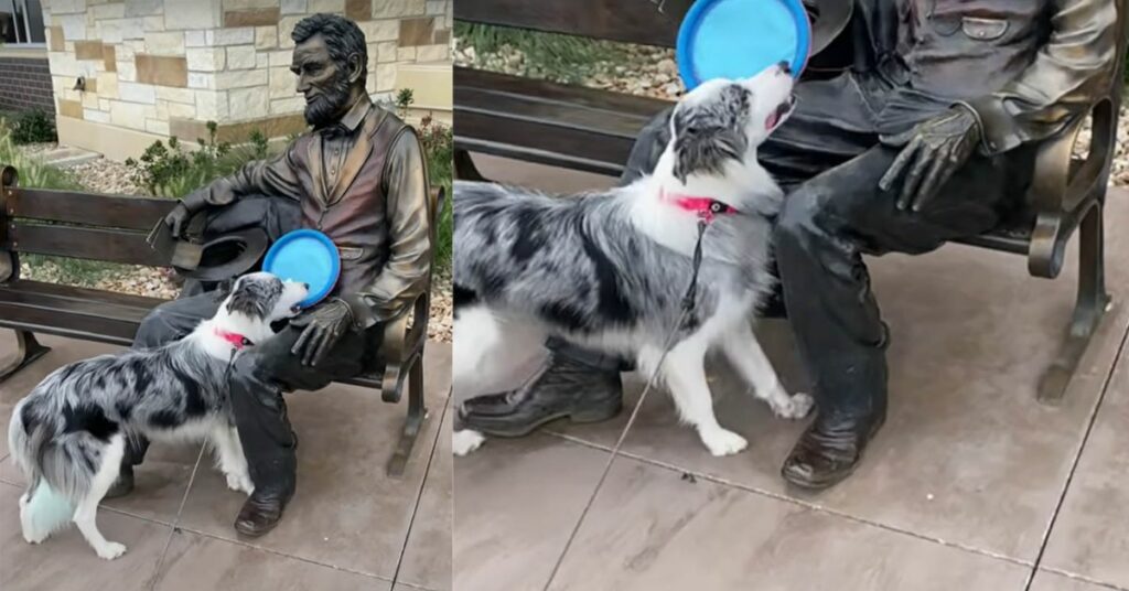 Il cucciolo non riesce a capire perché Abraham Lincoln non gli lancia il frisbee