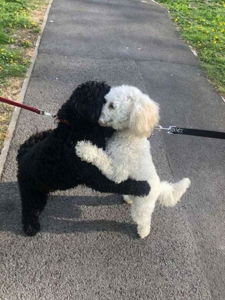 Cagnolini separati alla nascita si incontrano dopo tanto tempo