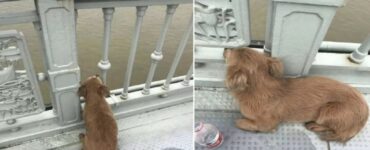 Cagnolino dolcissimo che aspetta il suo padroncino rientrare.