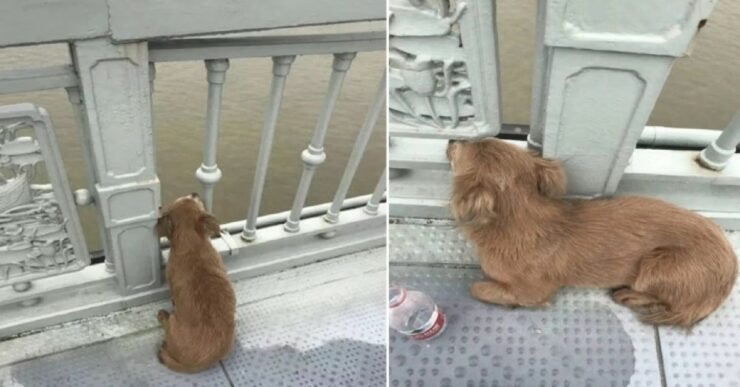 Cagnolino dolcissimo che aspetta il suo padroncino rientrare.