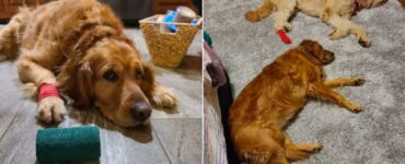 Cane geloso dell'infortunio del fratello