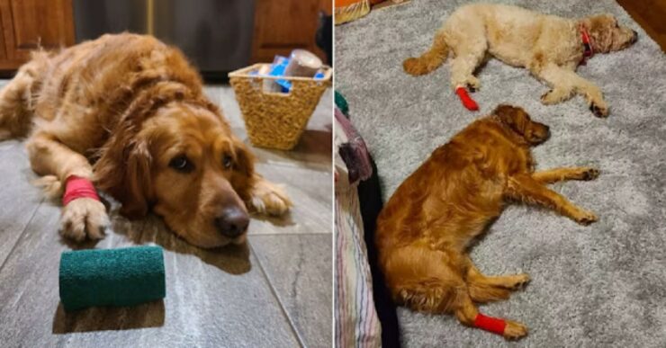 Cane geloso dell'infortunio del fratello