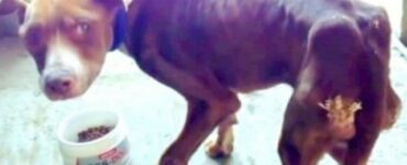 cane malnutrito